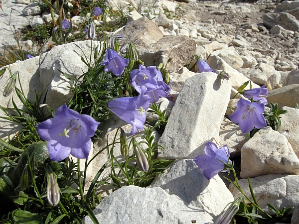 Campanula sheuchzeri